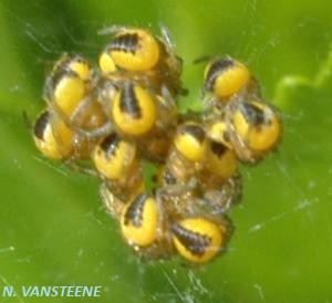 Araneus diadematus bb